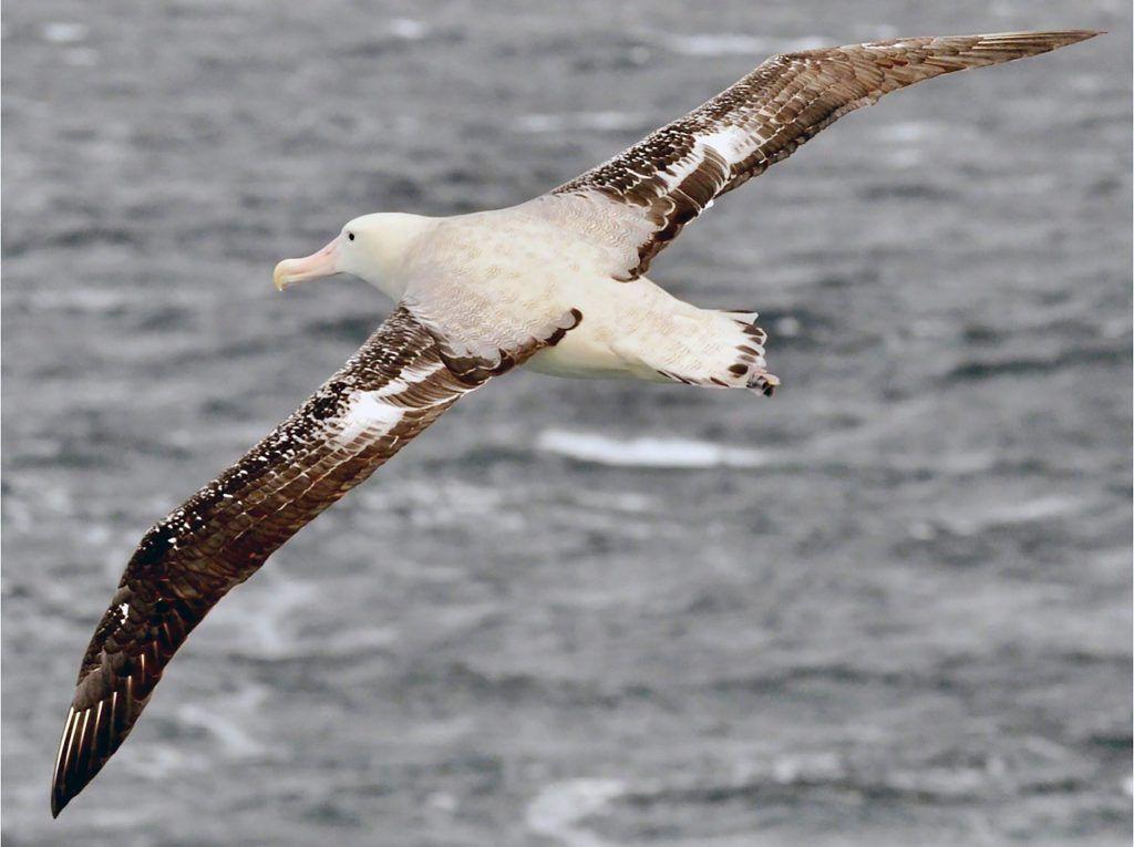 a&k philanthropy Saving albatrosses in Antarctica