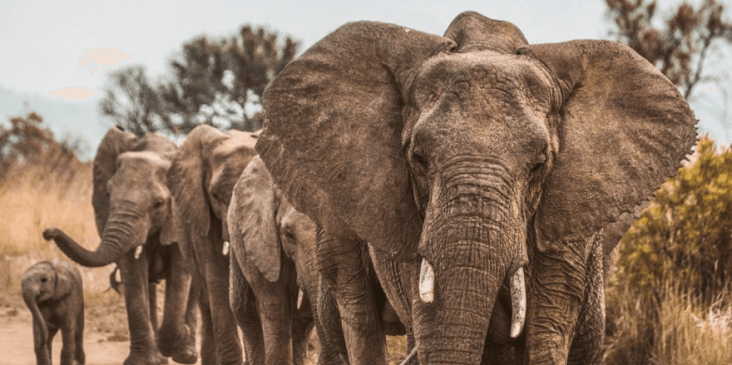 a&k philanthropy elefants