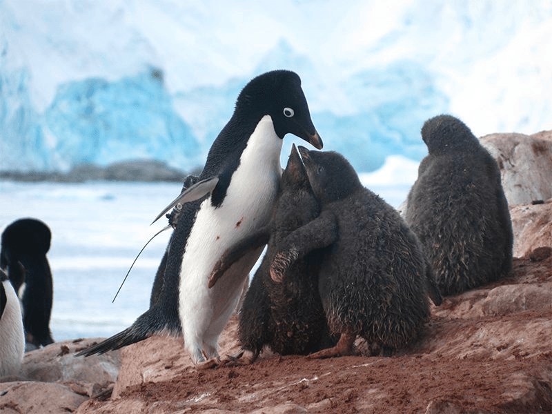 Penguins on the frontline